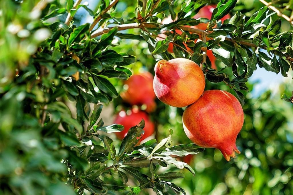 Sinduri Anar Plants